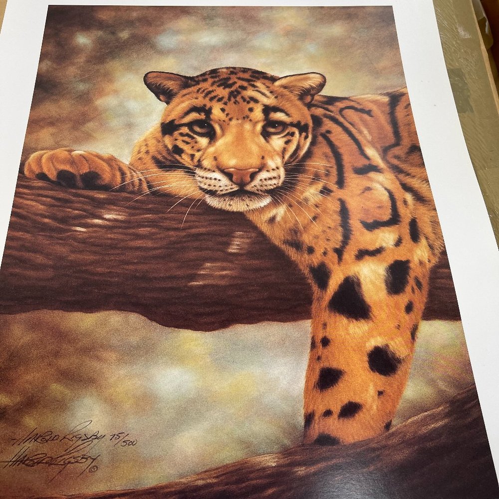 Clouded Leopard by Harold Rigsby 75/500